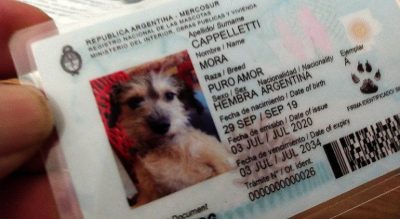 Cómo es y dónde puede tramitarse el DNI para mascotas
