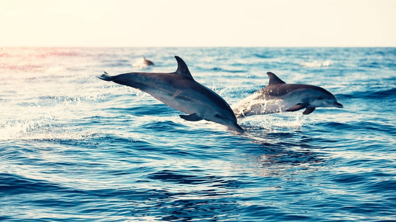 Graban una cita entre cuatro delfines mientras comparten su comida