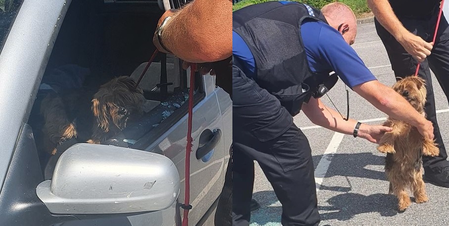 Rompió la ventana de un auto con un hacha para salvar a un perrito encerrado