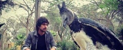 Un águila arpía posó junto a una persona y se volvió viral por su imponente tamaño