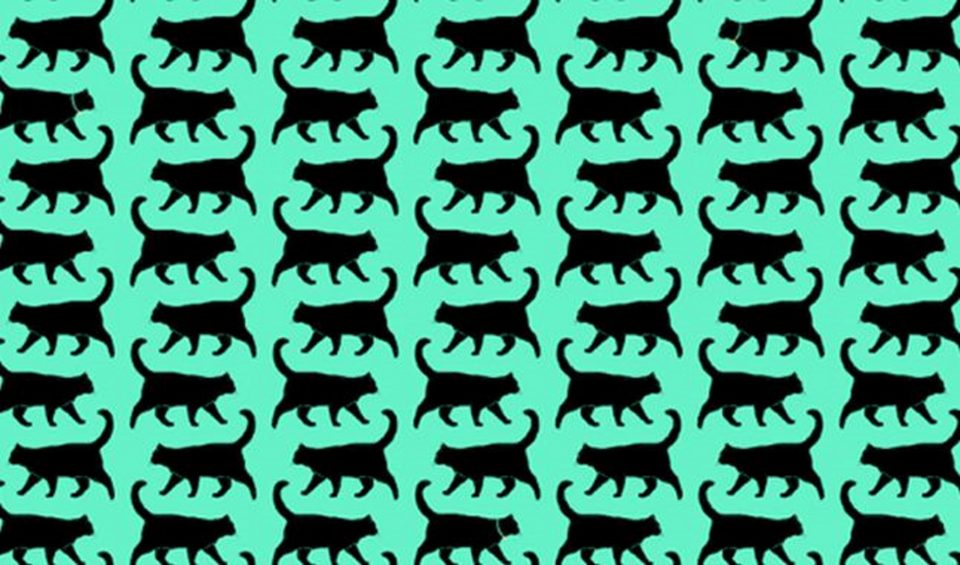 Reto viral: ubicar a los tres gatos que tienen collar (super difícil)
