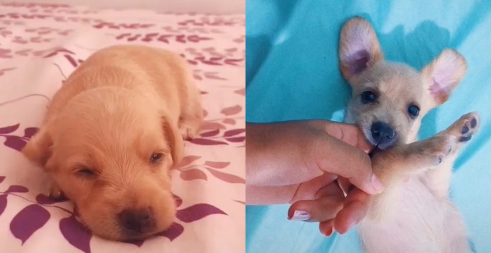 Creyó adoptar un golden retriever, pero creció y descubrió que era de otra raza