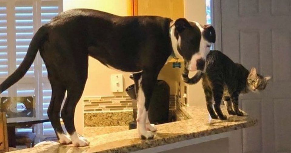 Mako, el pitbull que se cree gato y es furor en las redes