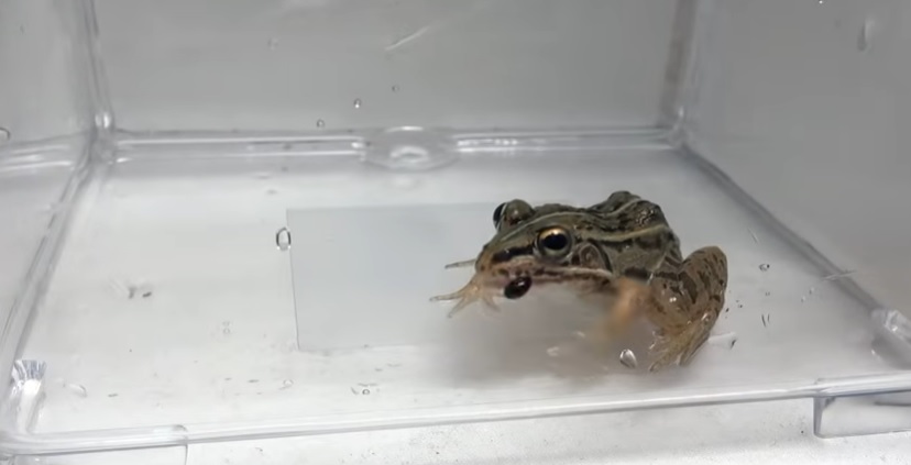 Una rana se comió un escarabajo, pero el insecto encontró una vía de escape