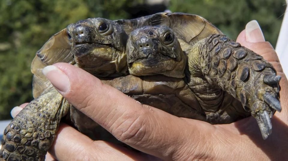 Janus, la tortuga de dos cabezas que desafía los pronósticos de los expertos