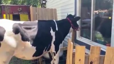 Video | Una vaca enternece las redes al pedirle a su dueño que la abrace por las mañanas