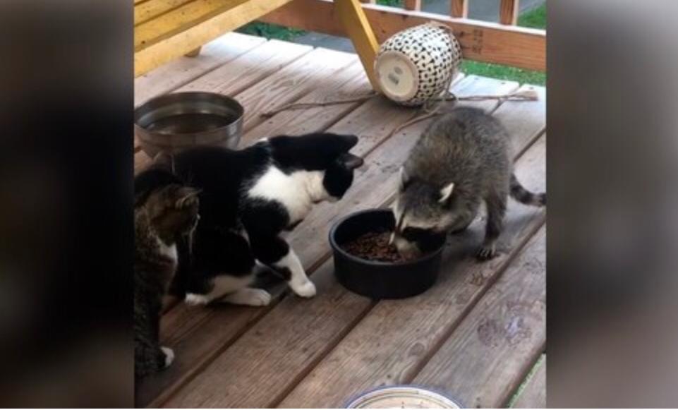 Video | Dos gatos vieron cómo un mapache les robaba su comida y sus reacciones divirtieron las redes