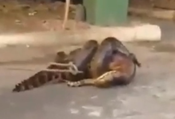 Una anaconda feroz intentó asfixiar a un yacaré para tragarlo
