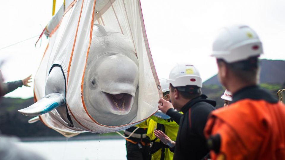 Una beluga (exageradamente) sonriente se despidió del cautiverio y conoció la libertad