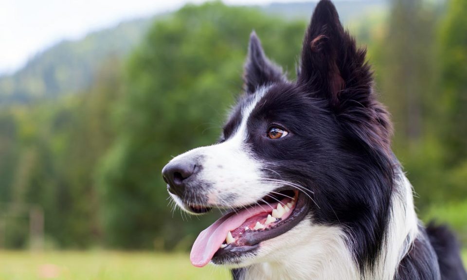 Hércules, el perro “espanta pájaros” que permite que los aviones despeguen