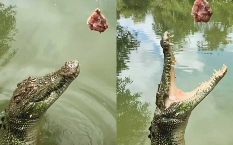 El impactante salto de un cocodrilo para agarrar un trozo de carne (es de película)