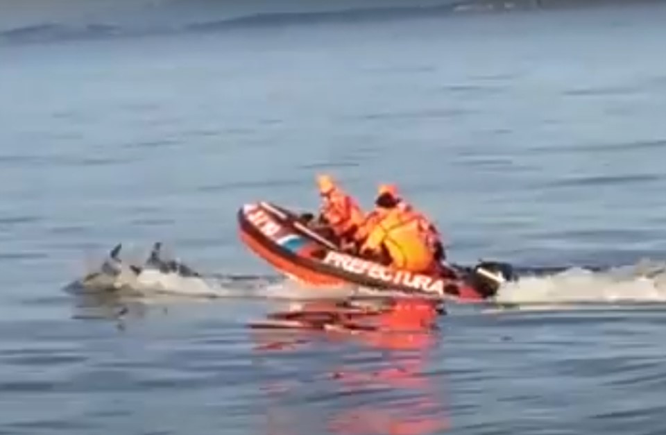 Video | Un grupo de delfines sorprendió a la Prefectura Naval cuando patrullaba el Canal de Beagle