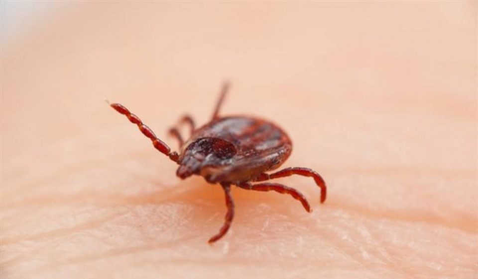 Al menos siete muertos en China por un virus que se transmite por garrapatas
