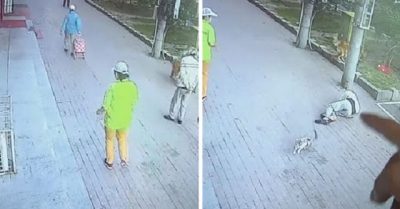 Un gato cayó “desde el cielo” y noqueó a un hombre que paseaba a su perro