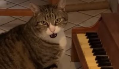 El insólito (y musical) método que aprendió un gato para avisar que tiene hambre