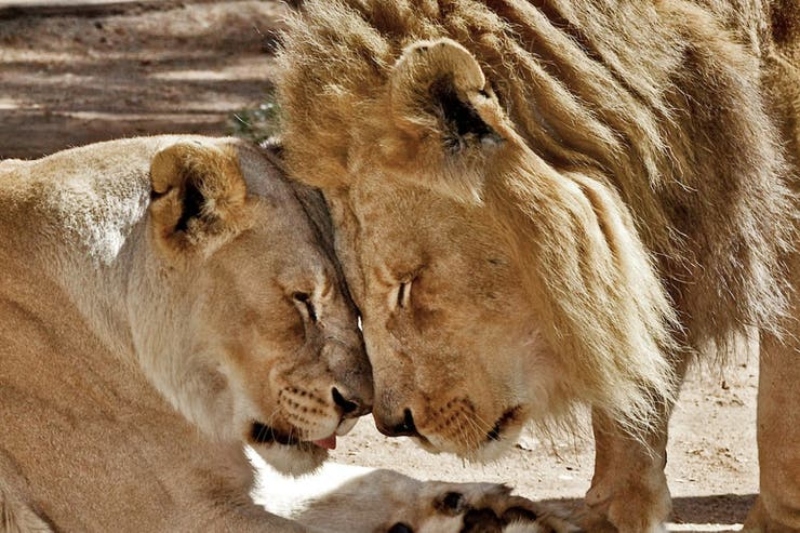 Sacrificaron a dos leones “inseparables” y el zoológico compartió su historia