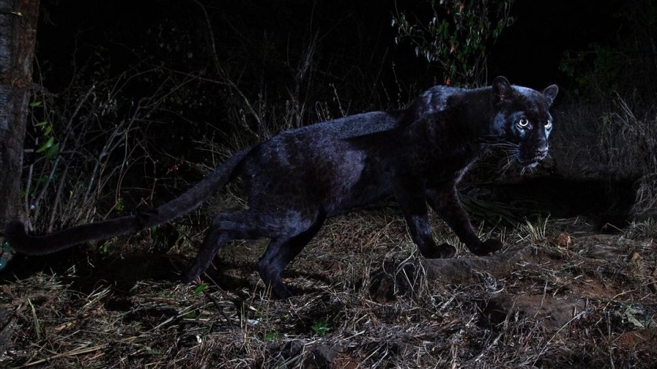 Fotografiaron a un (extraño) leopardo negro a pocos metros de un safari