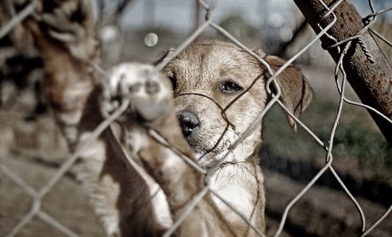 Un cachorro de 6 meses murió tras sufrir una agresión sexual