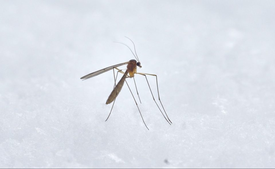Planean liberar 750 millones de mosquitos modificados genéticamente