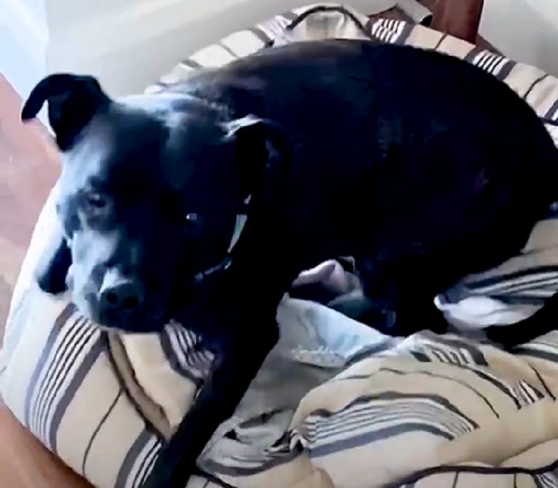 Video | La divertida reacción de un perro cuando le avisan que van a la playa