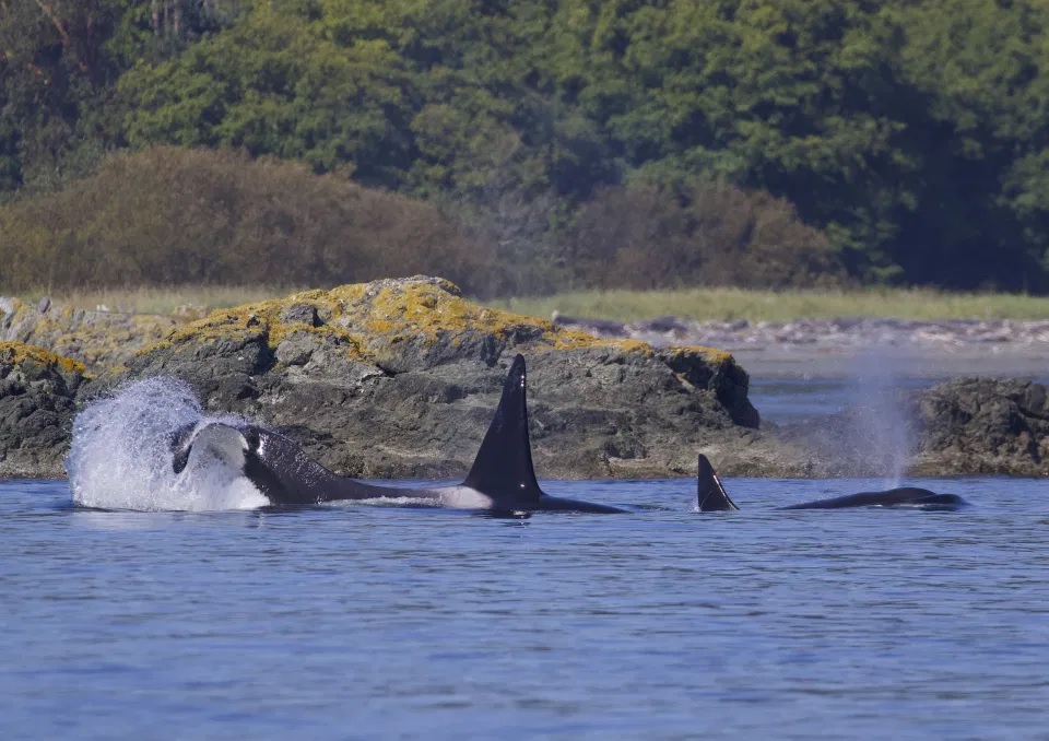 Una ballena lanzó una foca por los aires y un grupo de turistas logró capturar el (impresionante) momento