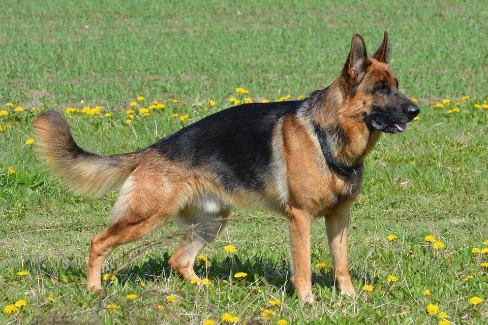 Un perro atacó ferozmente a una persona en un parque: detuvieron a su dueña