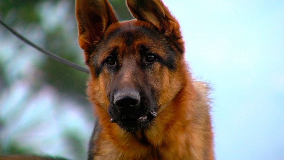 Un perro atacó a un nene de tres años y el pequeño está grave
