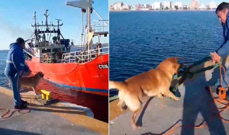 Video | Un perro ayuda a los trabajadores de un puerto a amarrar los barcos