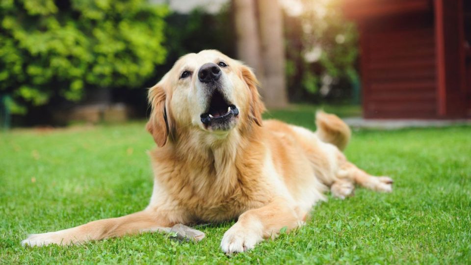 Cómo es la original propuesta de armar un coro con perros y humanos
