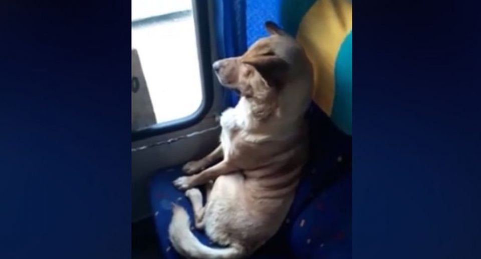 Video | El conmovedor gesto de un colectivero que subió a un perro para que no sufra el frío en la calle