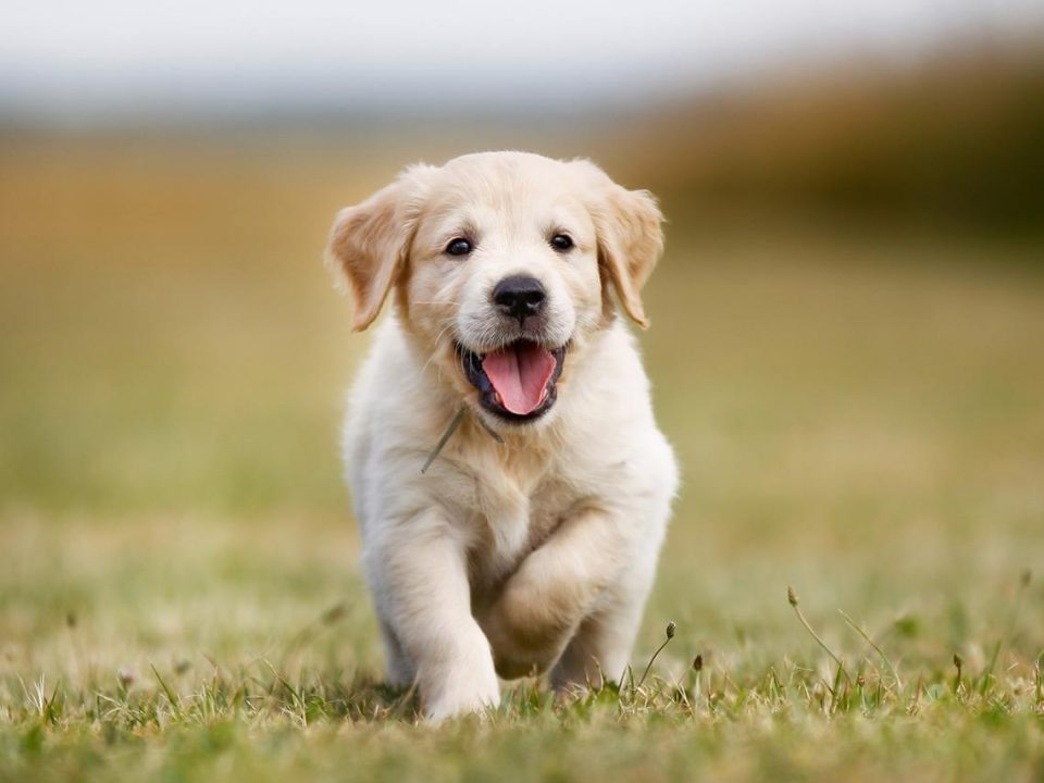 Cómo hacer perfume para perros (es muy fácil y rendidor)