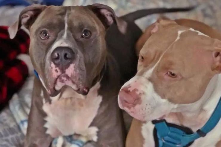 Una niña de 15 años lucha por su vida tras ser atacada por dos pitbulls