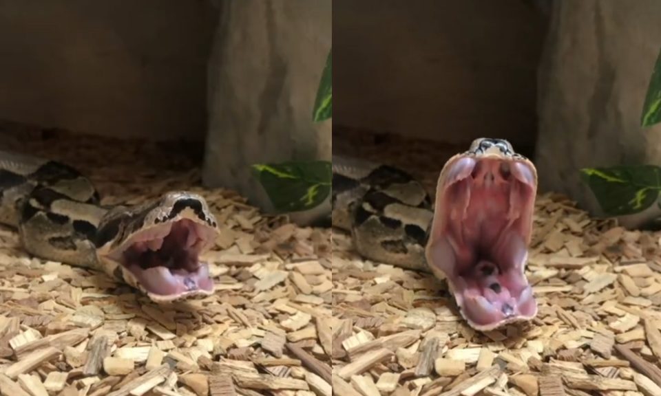 Una serpiente bostezó y demostró la tremenda elasticidad de su mandíbula