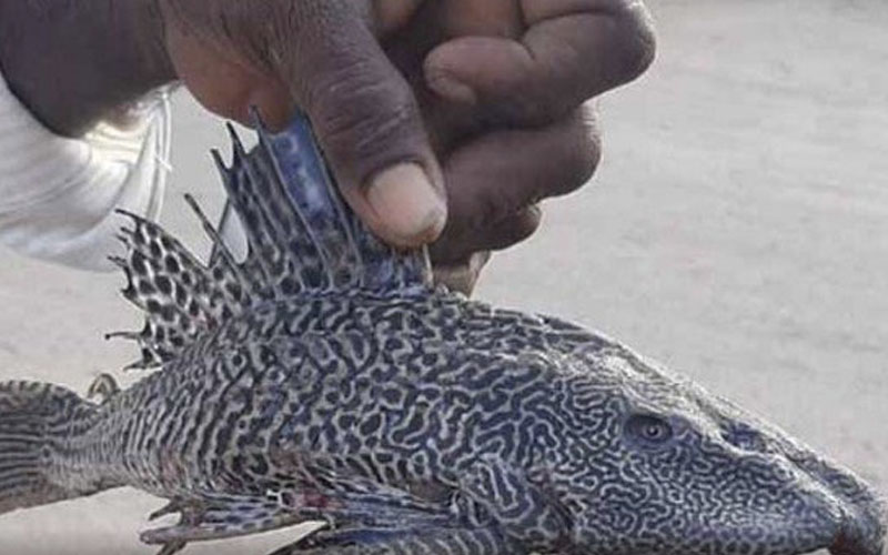 Un pescador descubrió una extraña especie de pez que solo vive en el Amazonas