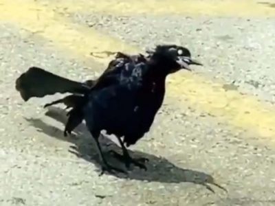 Terror en las redes por un pájaro que actúa como si fuera un zombie
