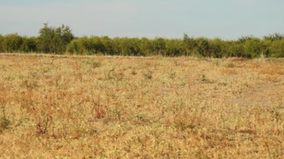 ¿Dónde está el pájaro?: intentá encontrarlo en este campo inmenso