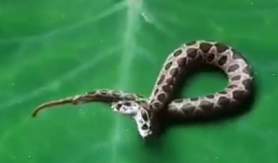 Capturaron una aterradora serpiente de dos cabezas: “Dos cerebros y un cuerpo luchan por la comida”