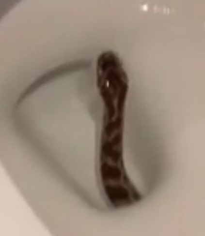 Abrió la tapa del inodoro y se encontró con una serpiente