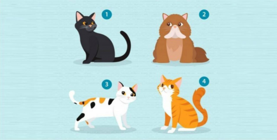 “¿Qué gato elegís?”: el test que descubre qué buscás en tu pareja (también para solteros)