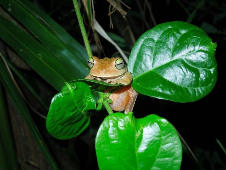 Anfibios amenazados en el mundo y desastre ecológico en Venezuela