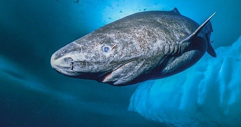 Aseguran que encontraron vivo al animal más viejo del mundo: nació en el 1500