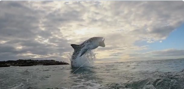 Captan el instante en que un tiburón blanco salta para atrapar una foca