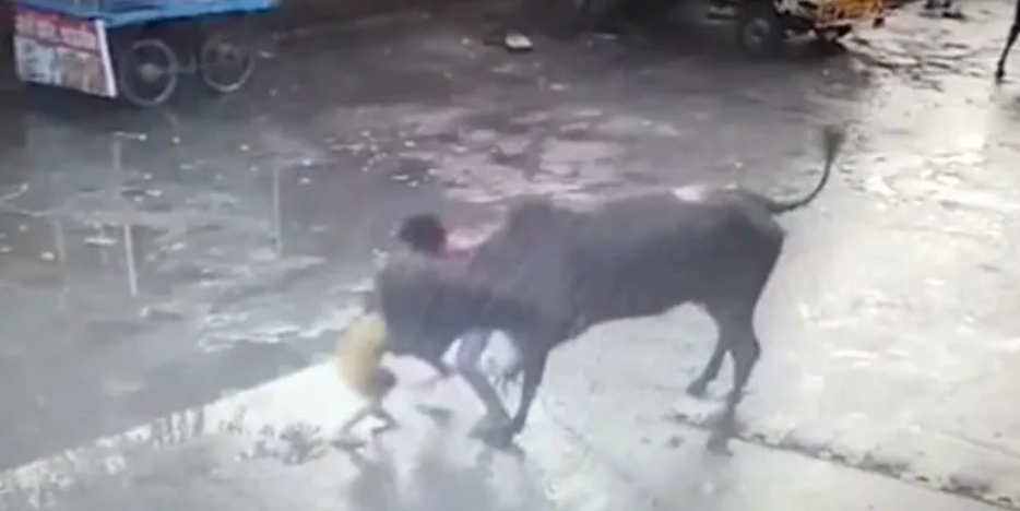 Un toro atacó a su hermano menor y él lo defendió a patadas
