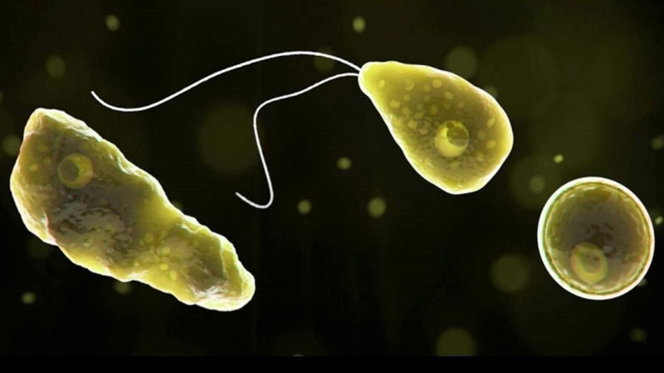 Detectaron la presencia de una ameba “comecerebros” en el agua potable