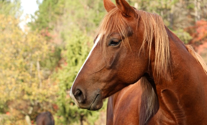 Detuvieron a un hombre que le cortó el hocico a 30 caballos