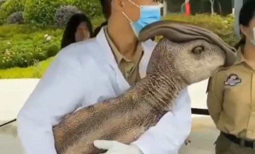 ¿Clonaron un dinosaurio?: una extraña criatura generó todo tipo de teorías