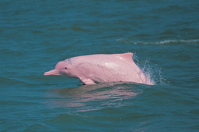 Registran extraños (y majestuosos) delfines rosados ante la ausencia de humanos