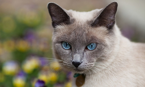 Qué es la pica, el trastorno que hace que algunos gatos coman tierra
