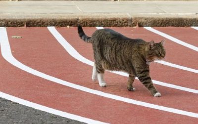 Video: un gato se coló en una carrera de 100 metros