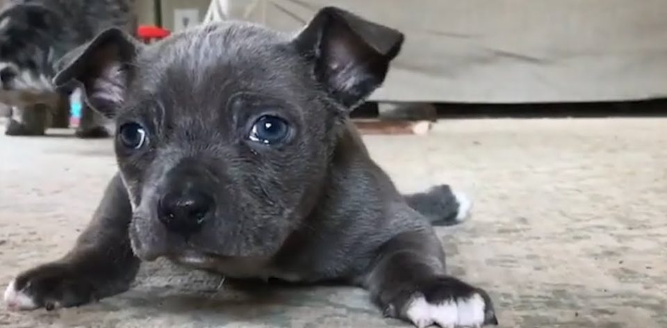 El pequeño perro que no podía caminar por una extraña enfermedad y hoy es imparable